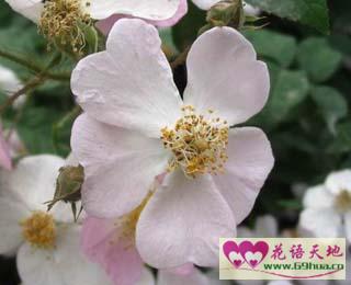 圣诞蔷薇的花语追忆的爱情