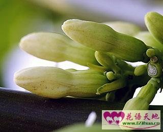 木瓜的花语和象征代表意义平凡