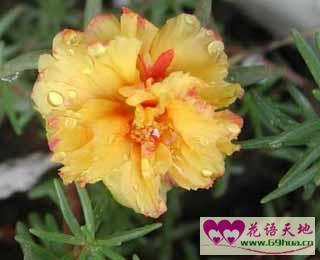 太阳花的花语光明、热烈