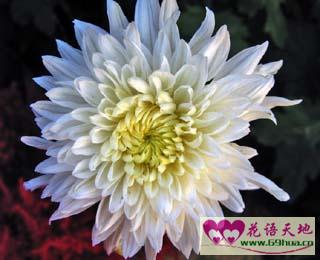 白色菊花的花语高尚