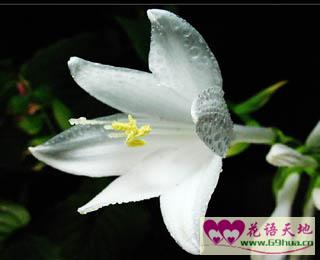 玉簪花的花语脱俗、冰清玉洁