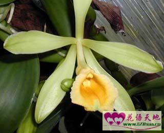 香子兰的花语诱惑