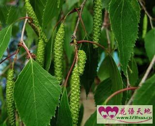 白桦的花语生与死的考验