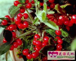 枸杞的花语喜庆瑞祥