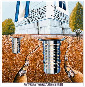 对付白蚁有新招图