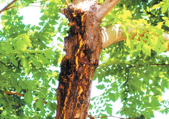 栾树病虫害防治图