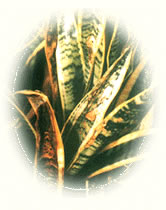 ��β��Ҷ�߲�ͼ