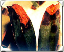 ������̿�Ҳ�ͼ