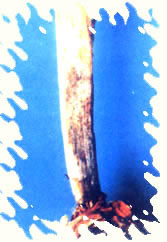 小苍兰菌核病图