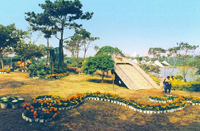 园景树的选择与应用