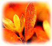 ����Сצ��ͼ