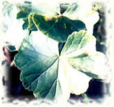 ���ÿ��ְ߲�ͼ