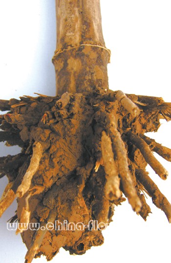 ������������ۺϷ���