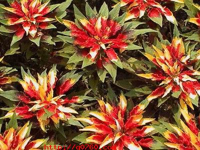 �����쳣�����溦�ķ��η���