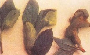 梅花叶肿病的症状及防治方法