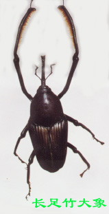 竹横锥大象虫的发生规律及防治方法