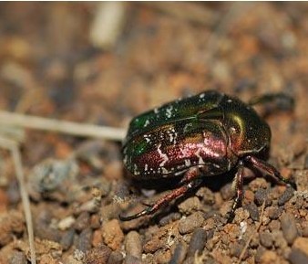 白星花金龟的发生规律及防治方法