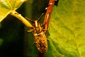 ɣ��������ţ