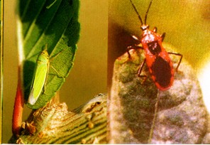 桑树桑园大青叶蝉