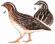 ձ Japanese Quail