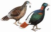 βҺ Sclaters Monal Pheasant