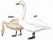 Whooper Swan