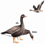 �׶��� White-fronted Goose