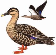 Ѽ Spot-billed Duck