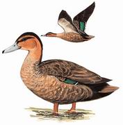 棕颈鸭 Philippine Duck