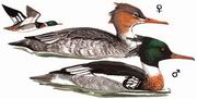 ������ɳѼ Red-breasted Merganser