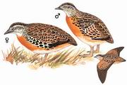 林三趾鹑 Small Buttonquail