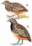 ����ֺ�� Barred Buttonquail