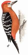ظľ Rufous-bellied Woodpecker