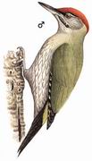 ۺľ Streak-throated Woodpecker