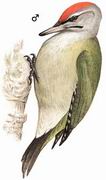 ͷľ Grey-headed Woodpecker