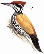 ľ Greater Flameback