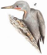 ľ Great Slaty Woodpecker