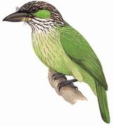 ľ Green-eared Barbet