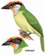 ľ Golden-throated Barbet