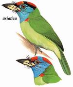 ľ Blue-throated Barbet