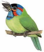 ľ Blue-eared Barbet