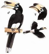 ڰϬ Oriental Pied Hornbill