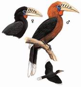 ؾϬ Rufous-necked Hornbill