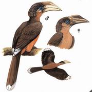 ׺Ϭ White-throated Brown hornbill