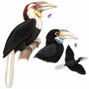 Ϭ Wreathed Hornbill
