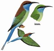 仢 Blue-throated Bee-eater