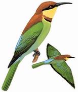 ͷ仢 Chestnut-headed Bee-eater