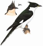߳ͷ Pied Cuckoo