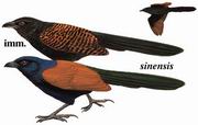 ֳѻ Greater Coucal