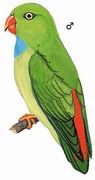 β Vernal Hanging-Parrot